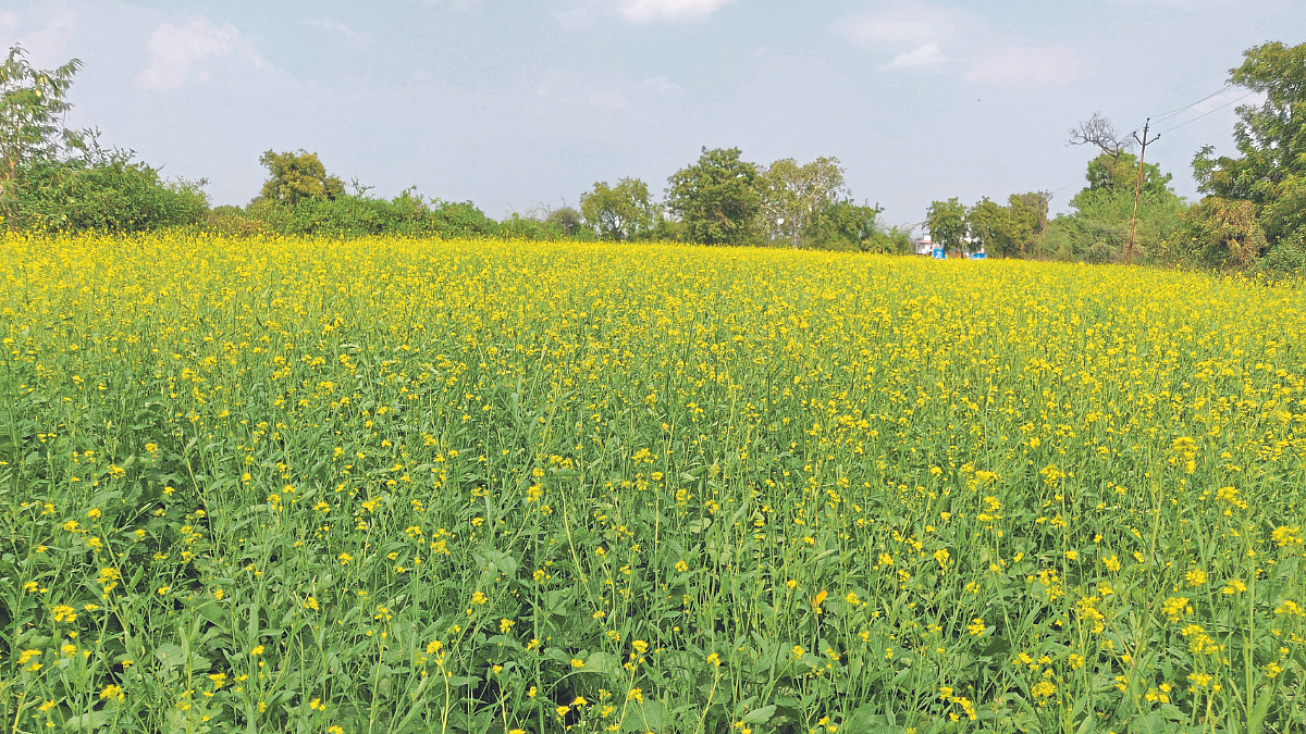 Rabi Sowing