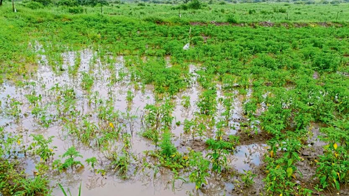 Crop Damage