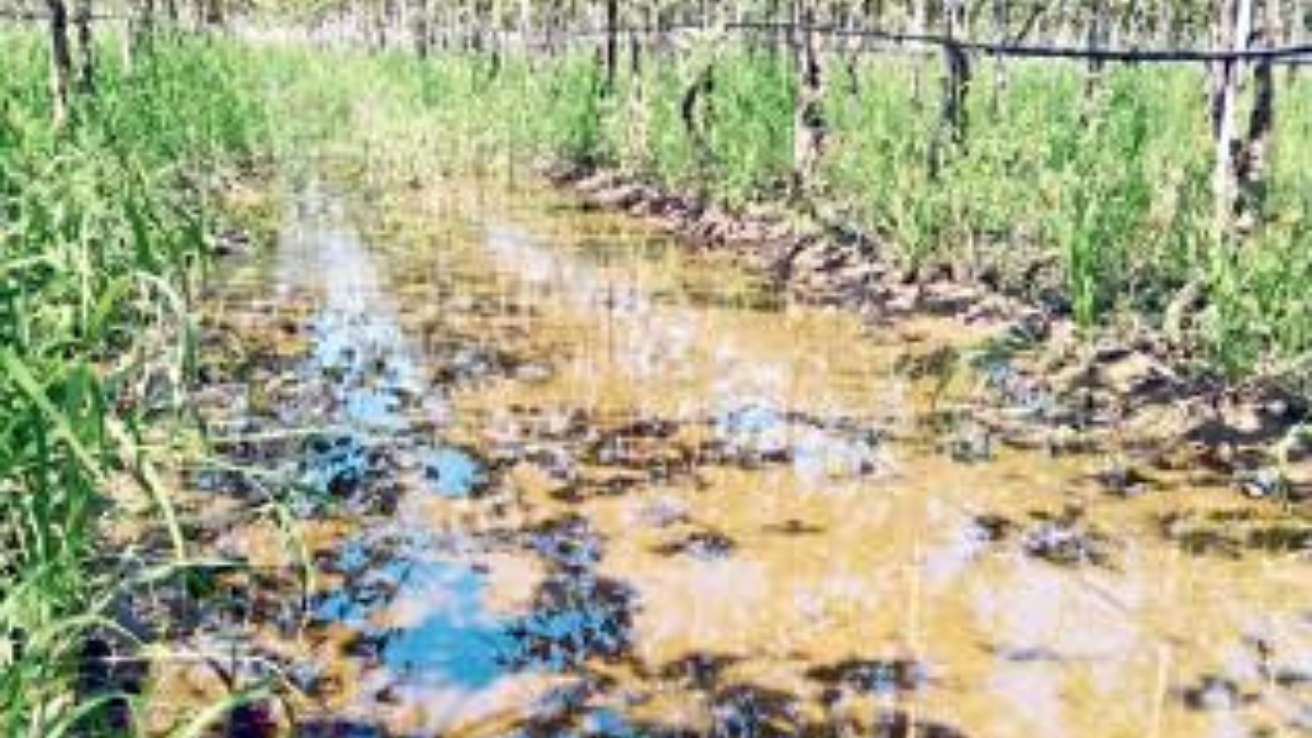 Vineyard Damage