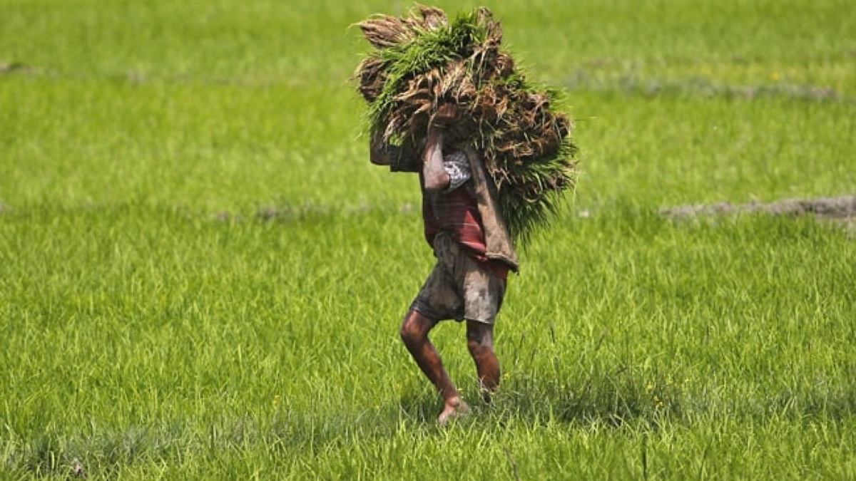 Crop Damage