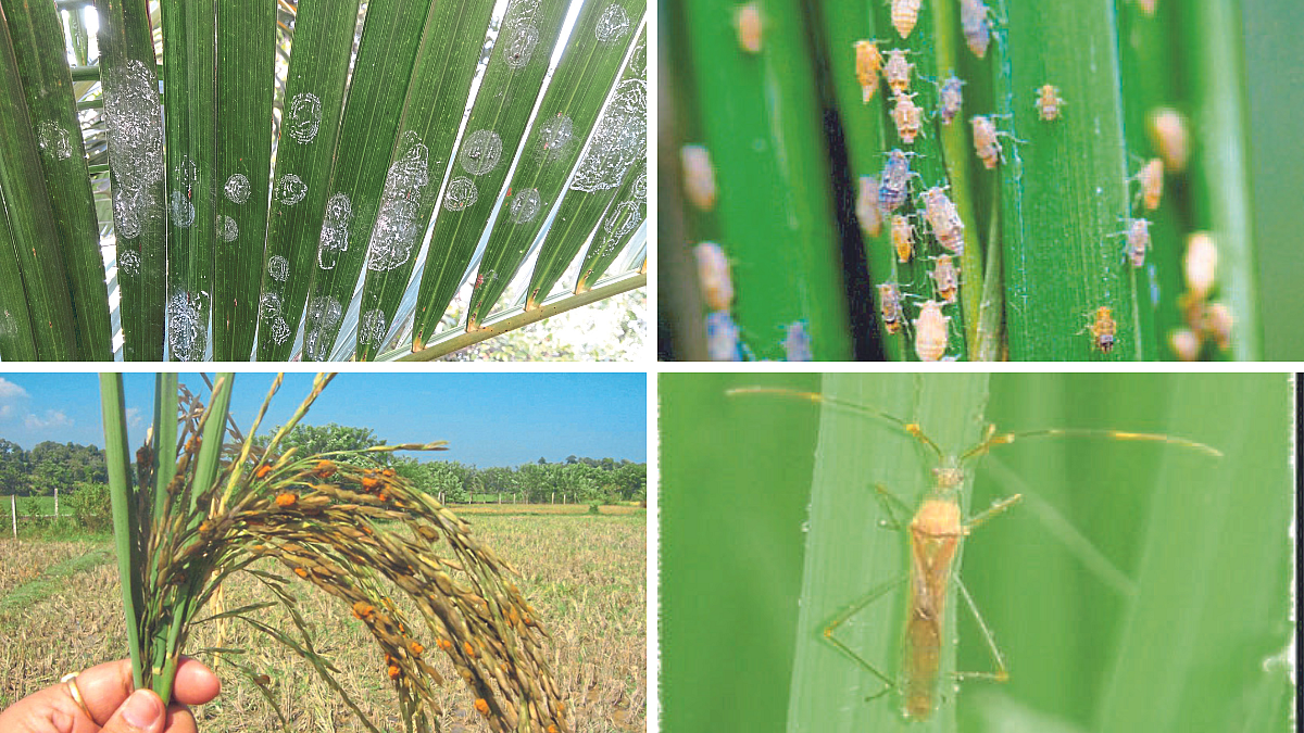 BSKKV Crop Advisory