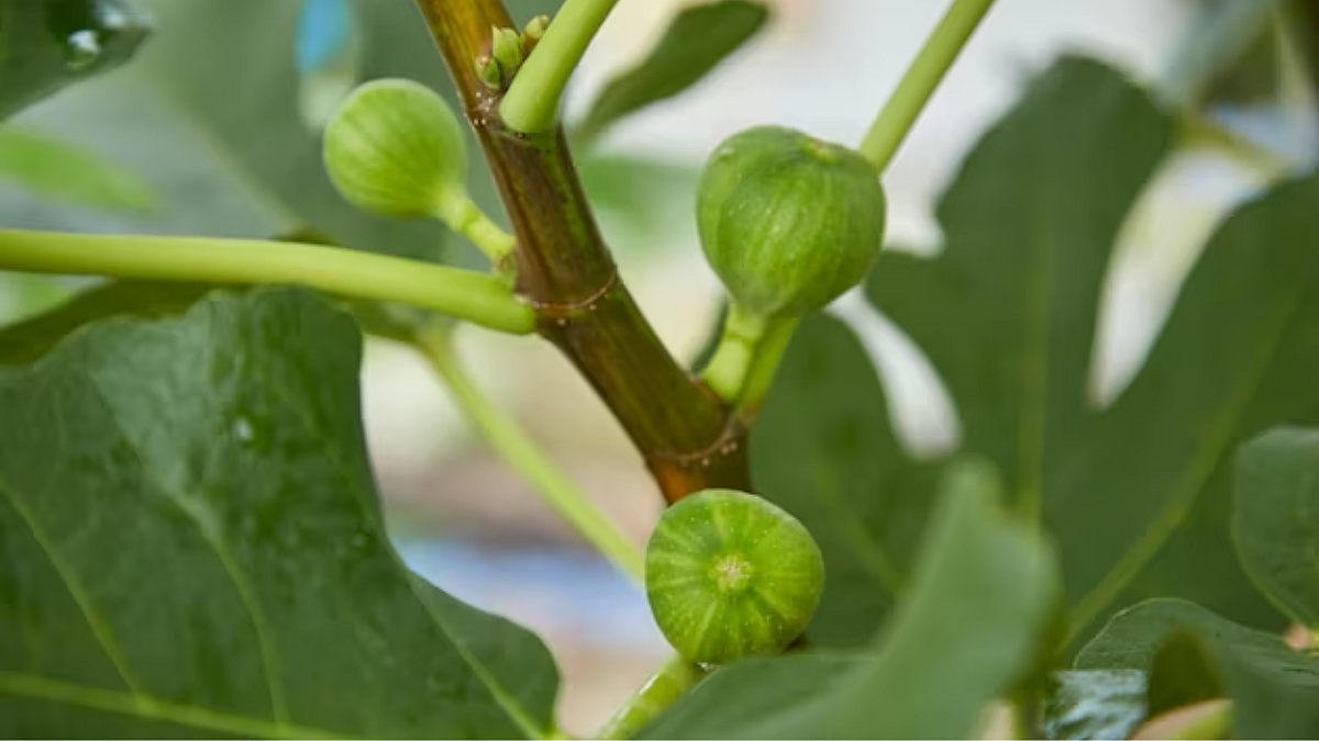 Fig Farming