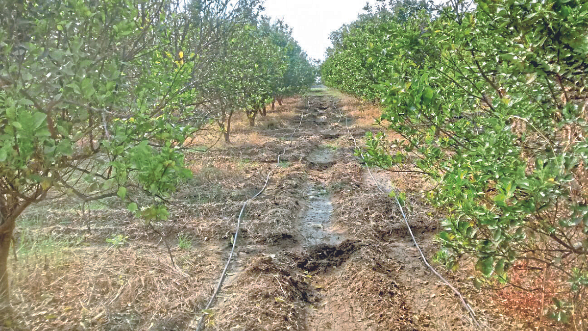 Weed Management