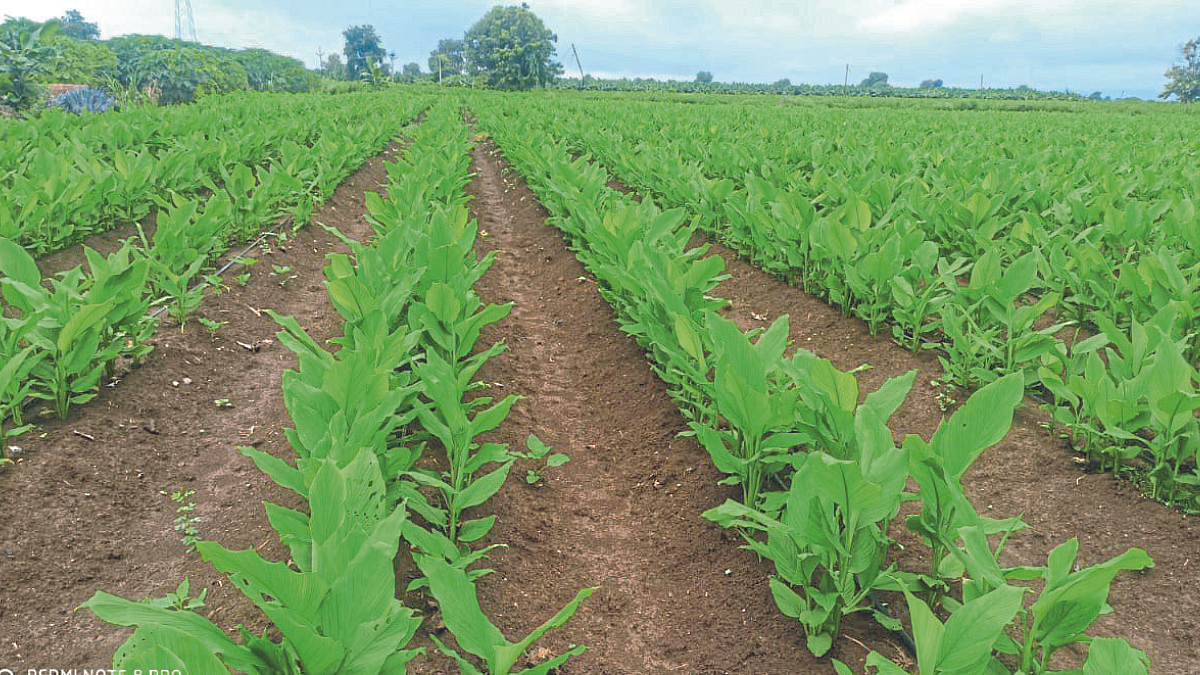 Turmeric Farming