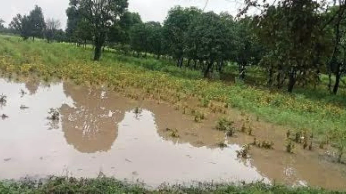 Crop Damage