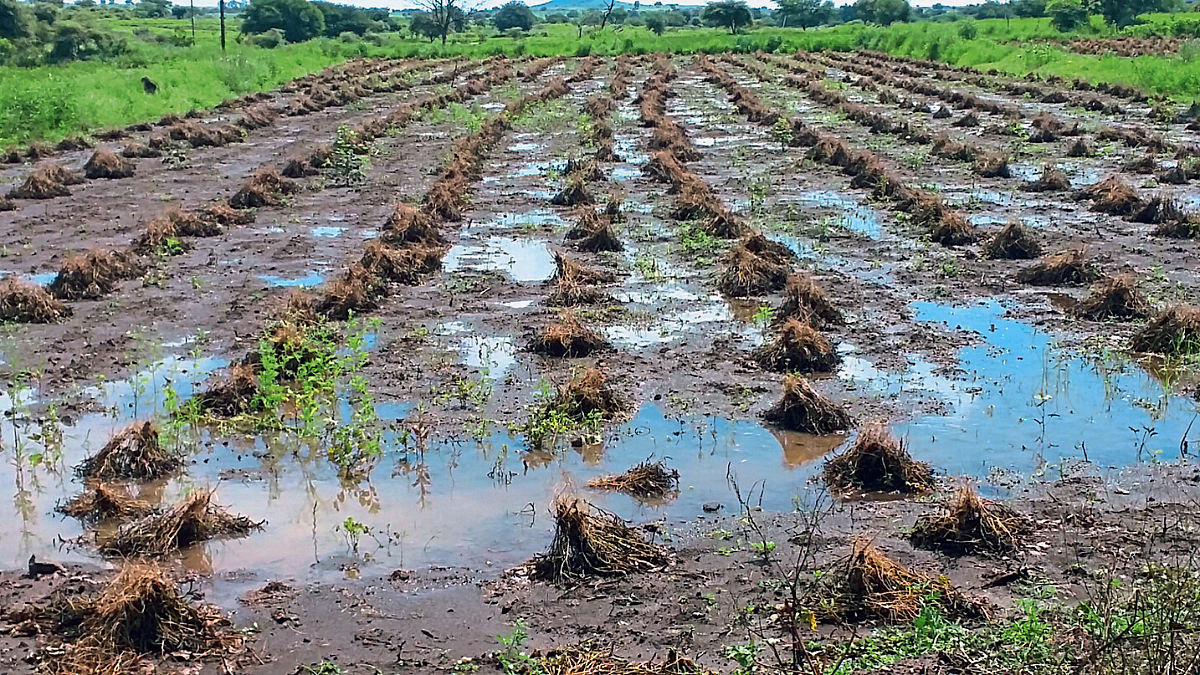 Crop Dmaage