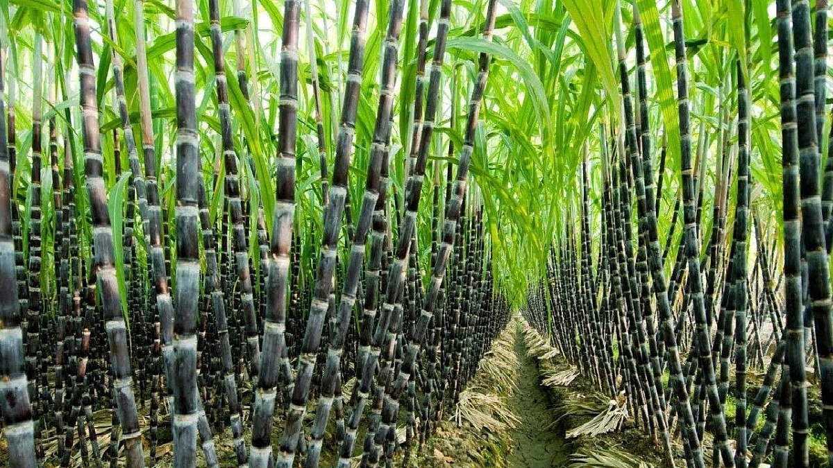 Sugarcane Rate