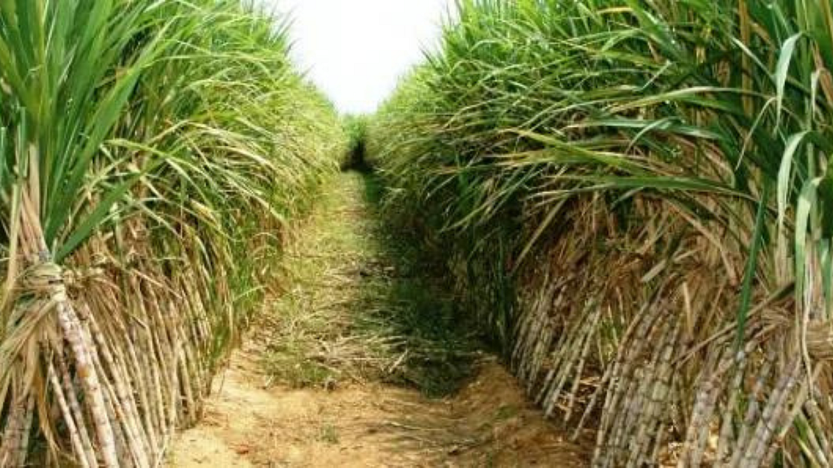 Sugarcane Production