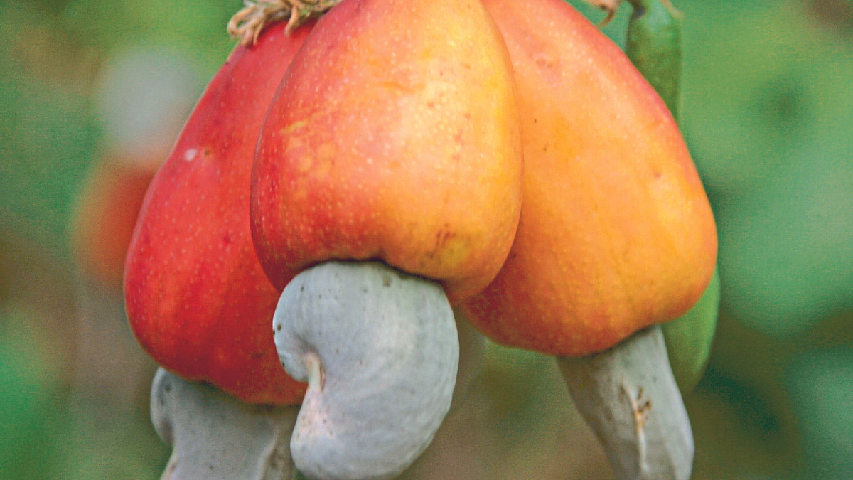 Cashew