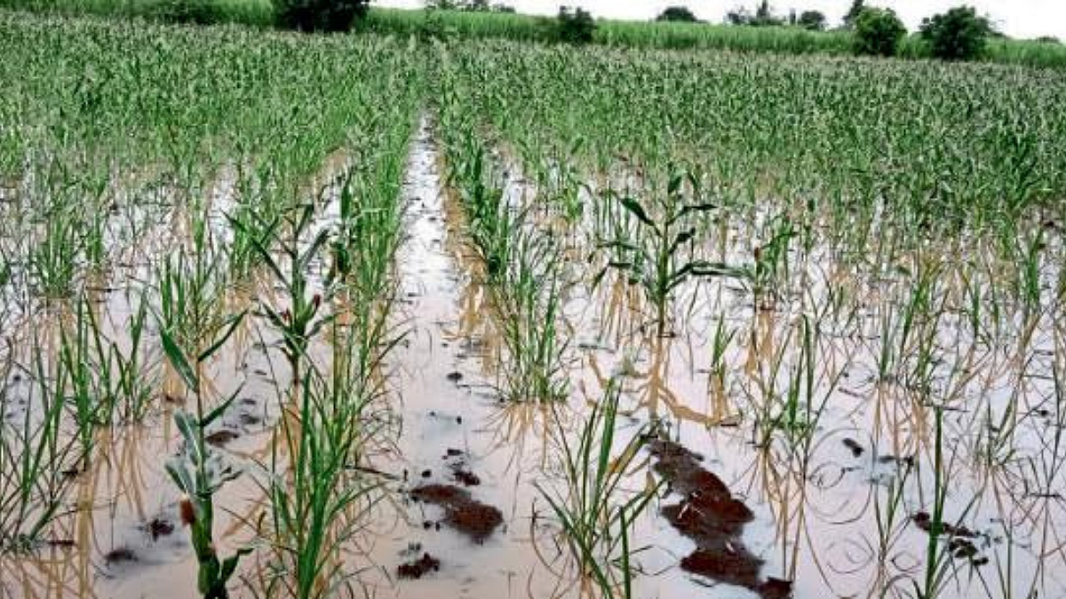 Crop Damage