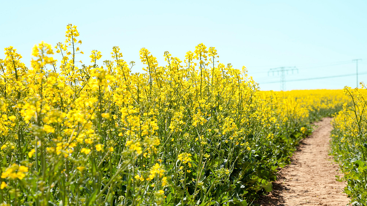 Musterd Cultivation