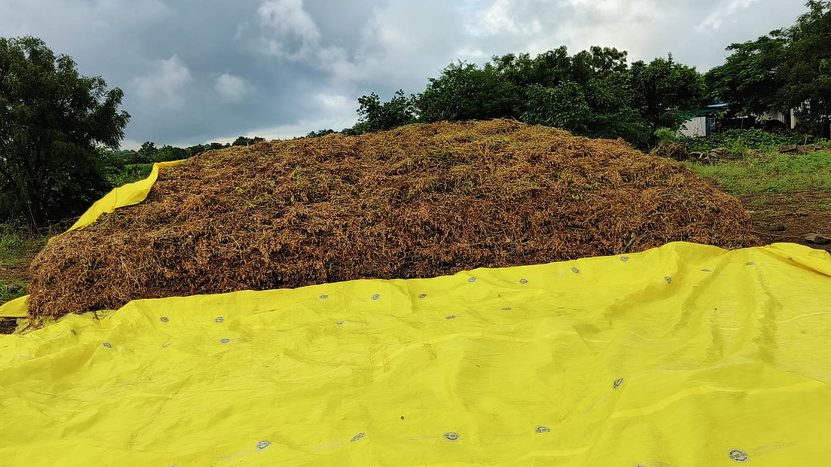 Soybean Harvest