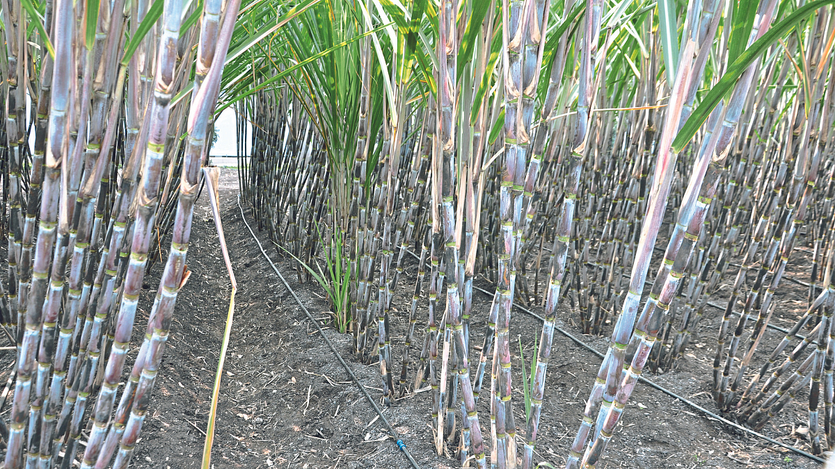 Sugarcane Farming