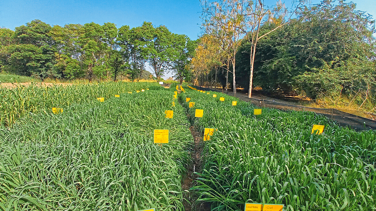 Fodder Crop