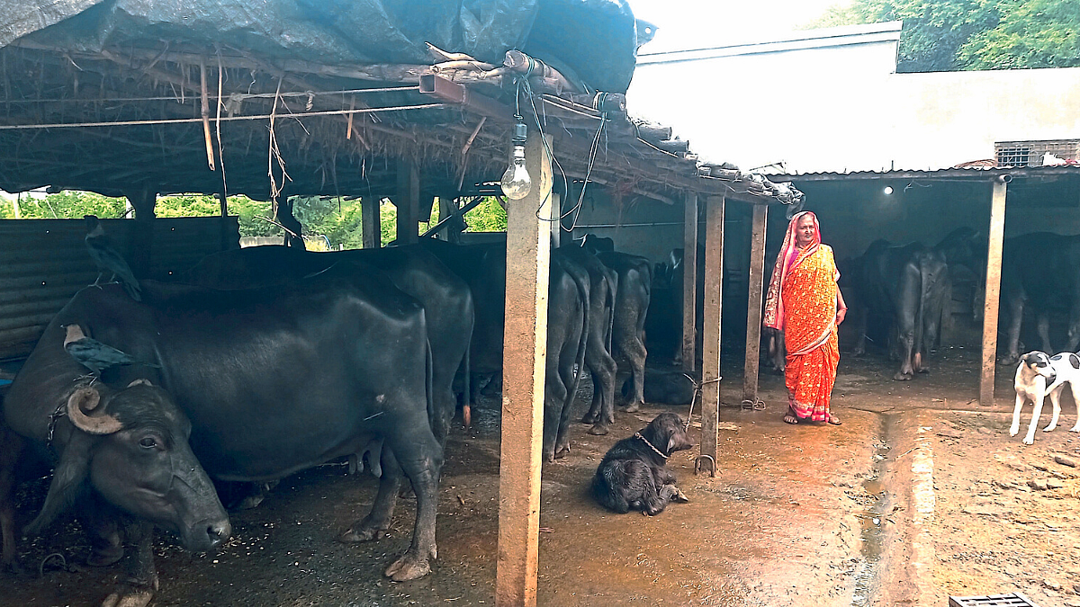 Dairy Business
