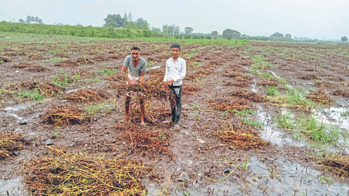 Soybean Crop Damage
