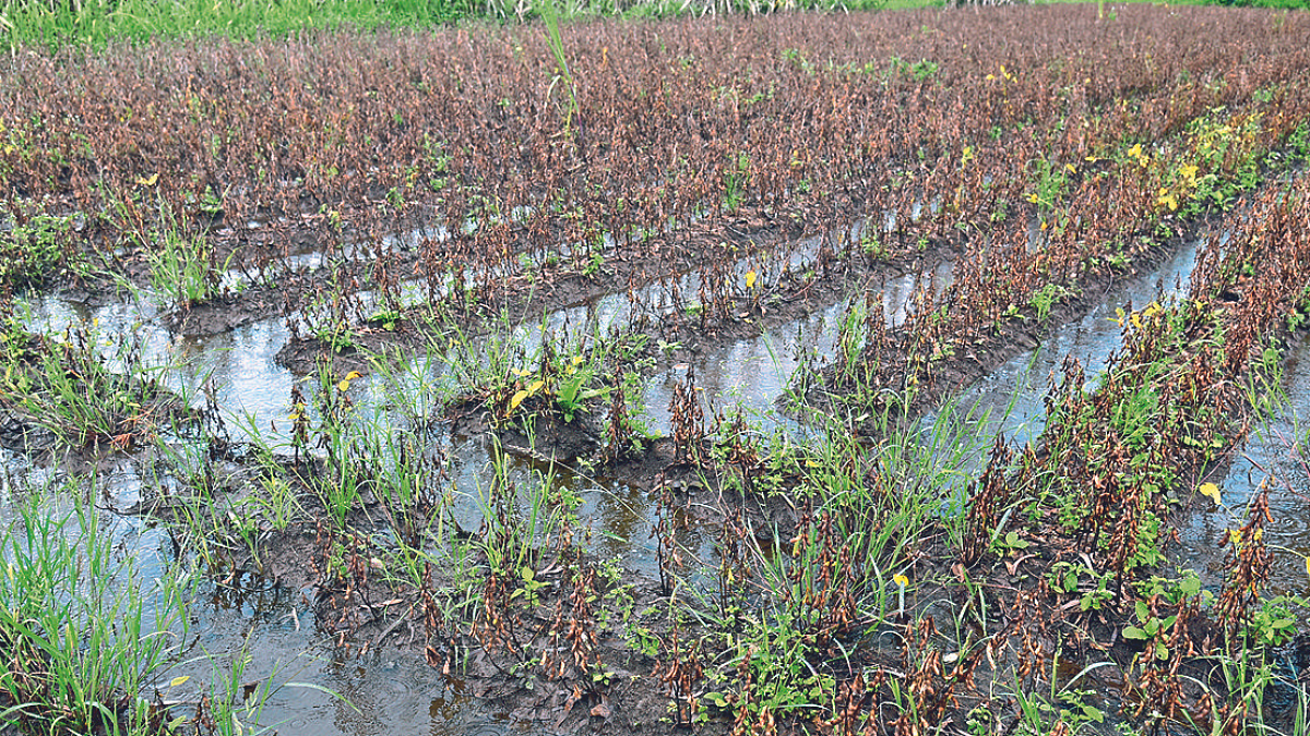Crop Harvesting