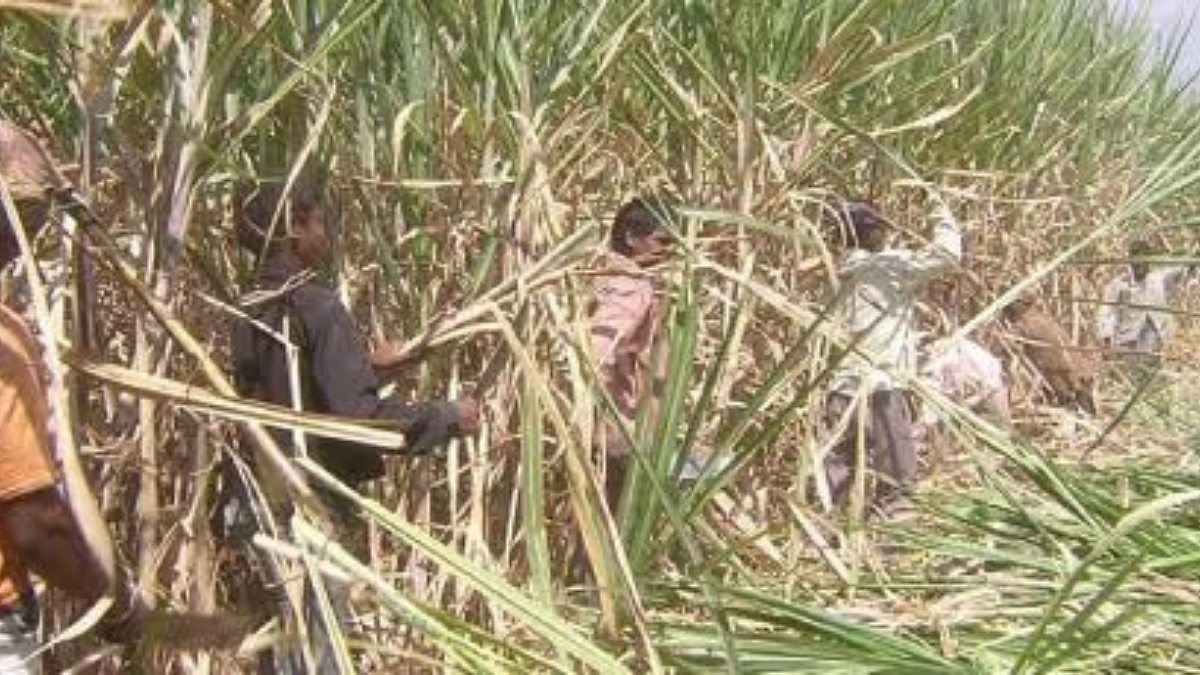 Sugarcane