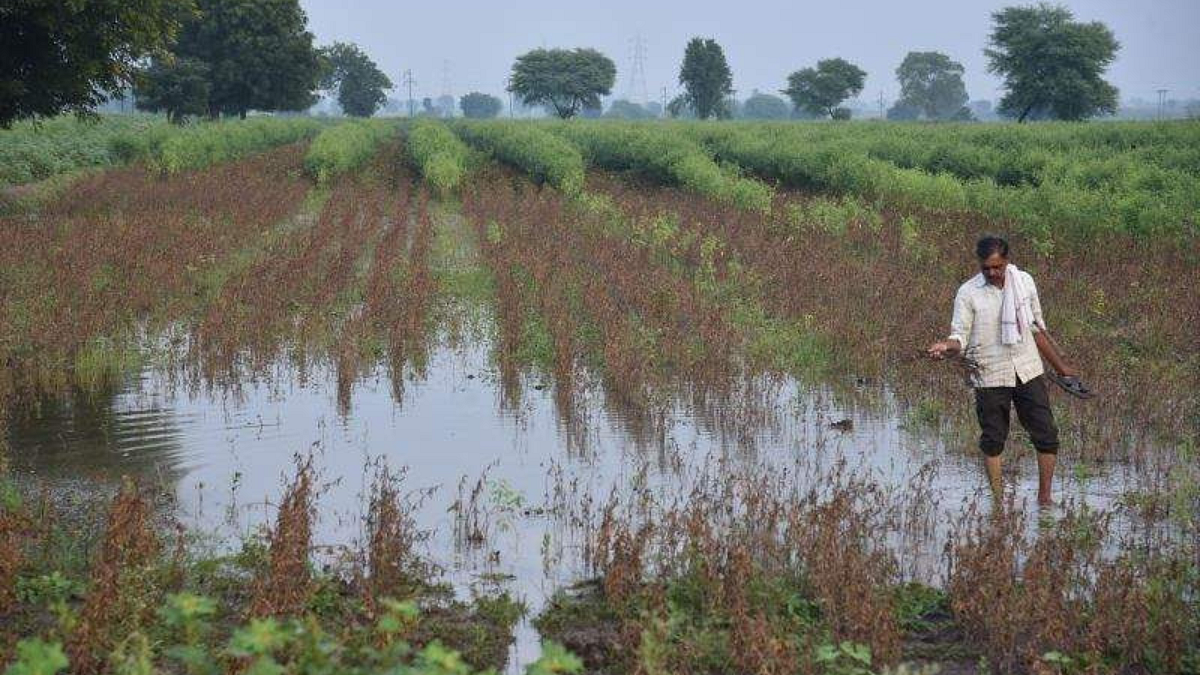 Crop Damage