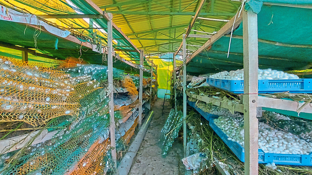 Silk Farming