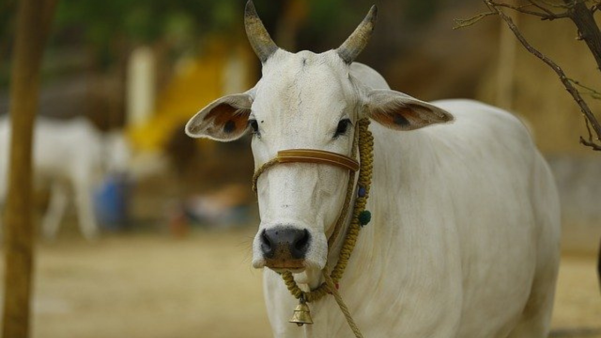 Kathani Cow