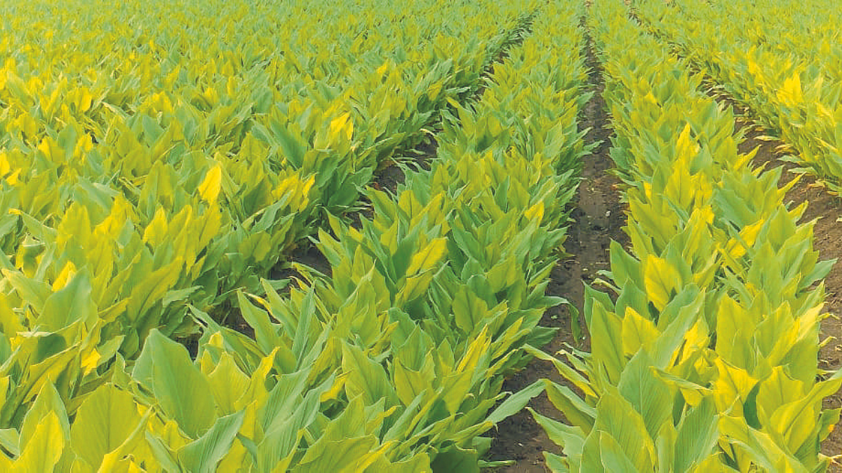 Turmeric Crop Management