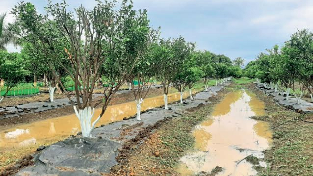 Crop Damage
