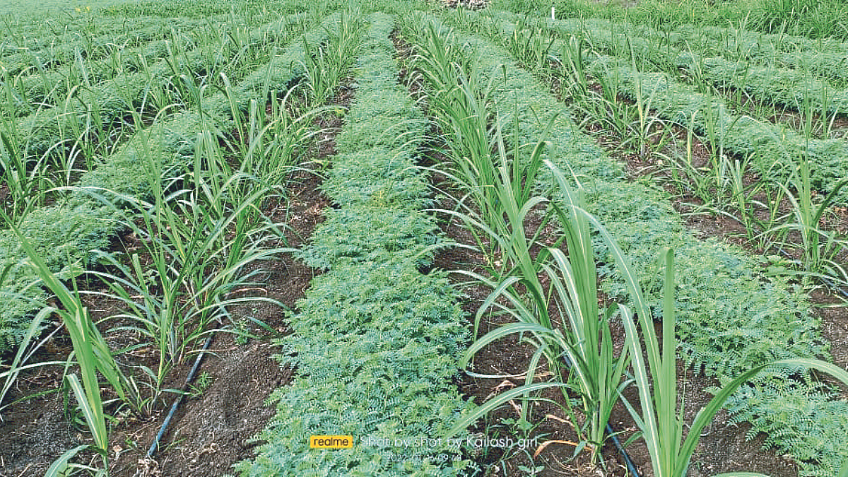 Chana Sowing