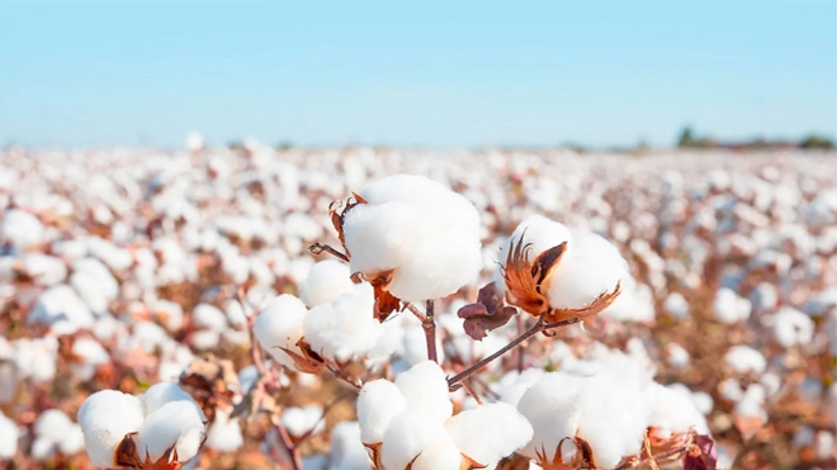 Cotton