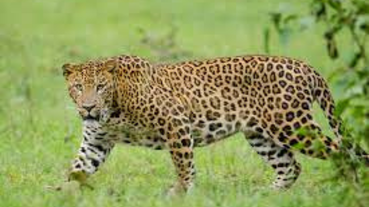 Animal Attack