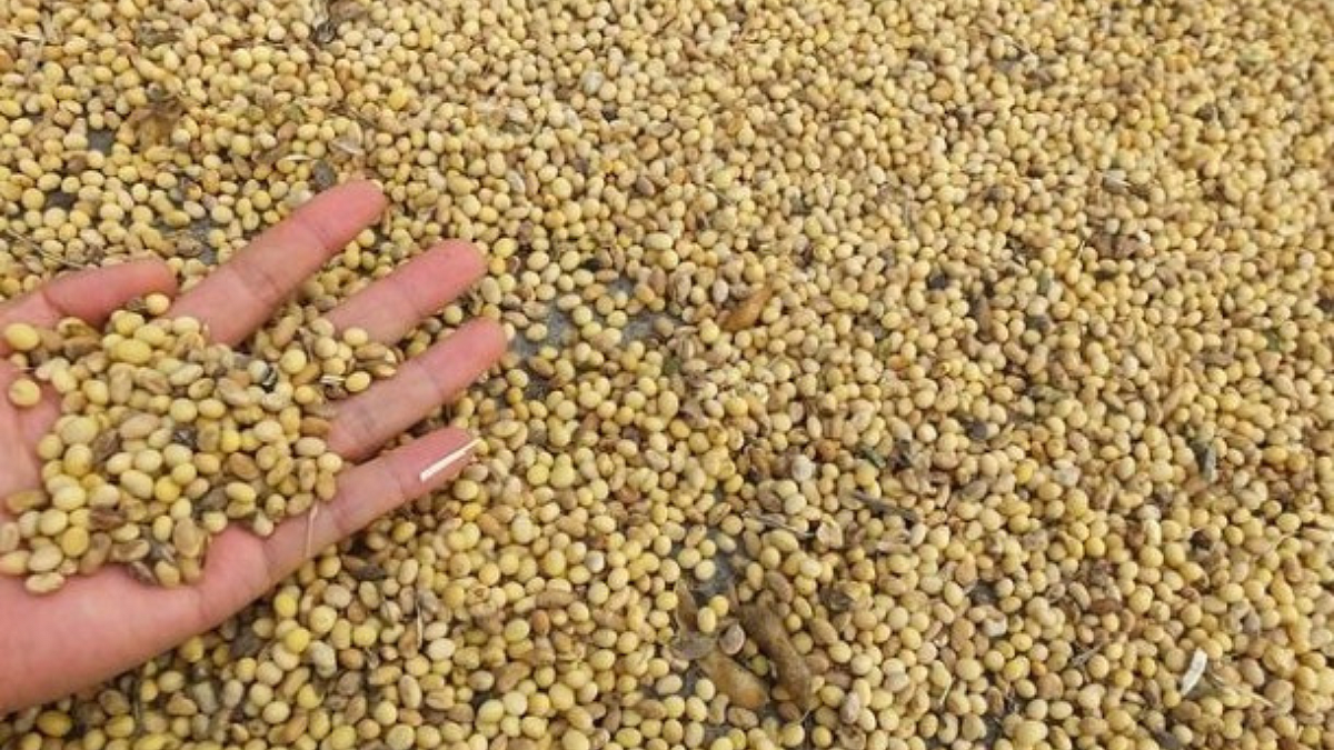 Soybean Theft