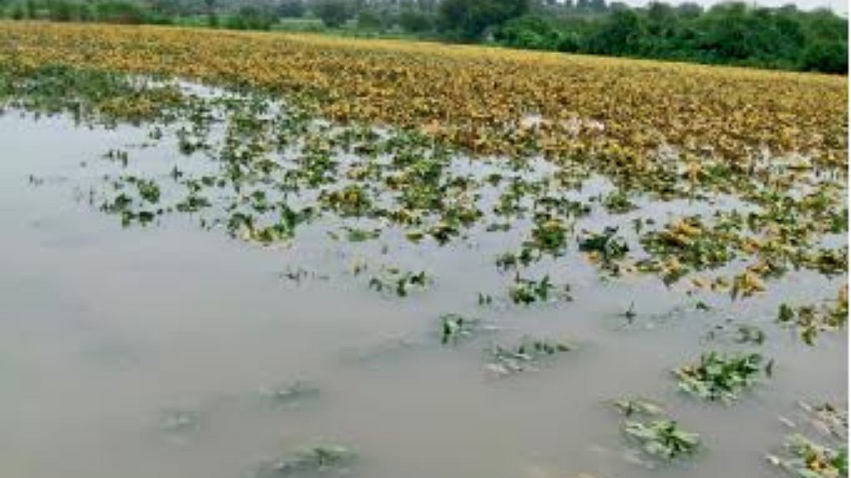 Crop Insurance