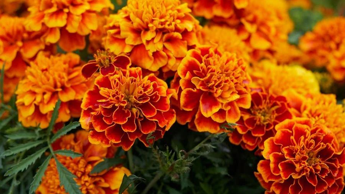 Marigold Rate