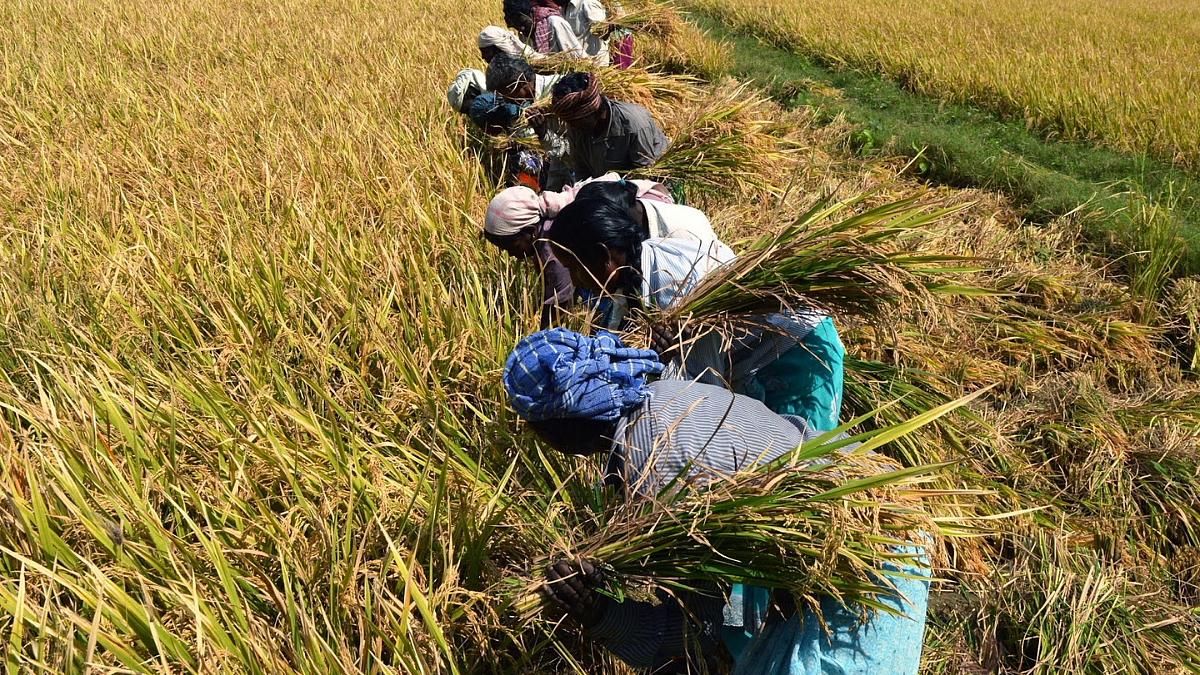 Rice Harvesting