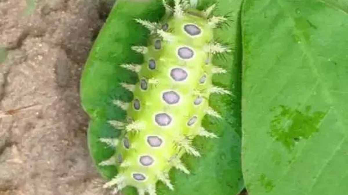 Ghonas Caterpillar