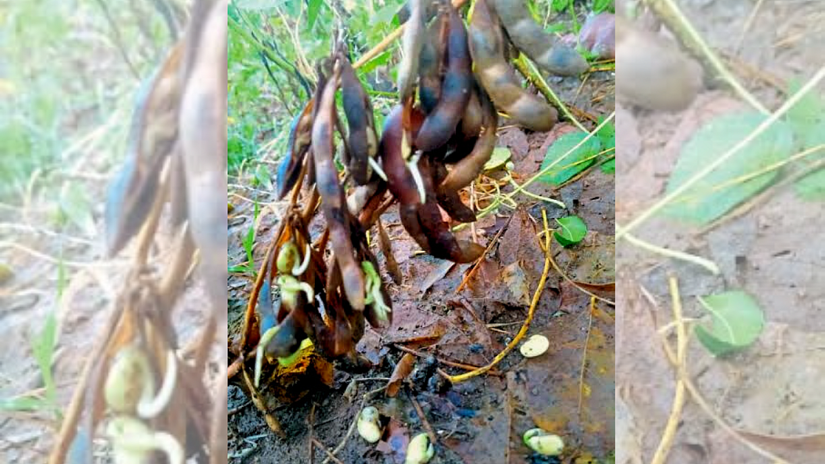 Soybean Crop Damage
