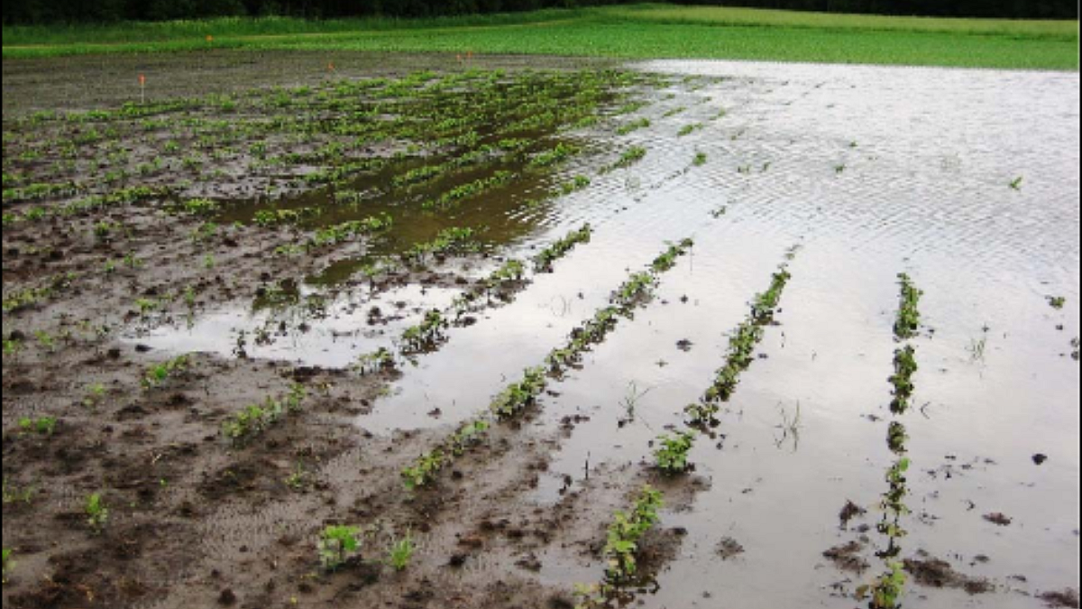 soybean Production