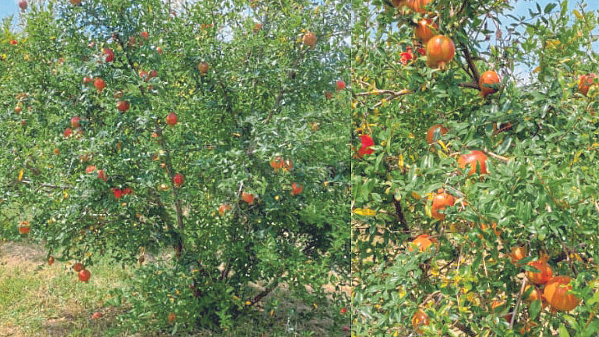 Crop Management