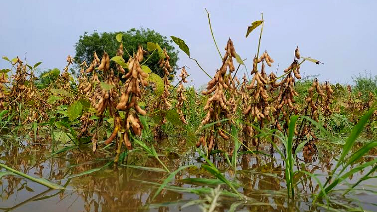 Soybean Rate