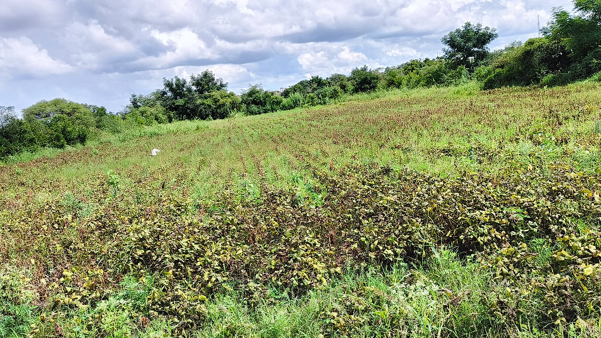 Soybean Crop Damage