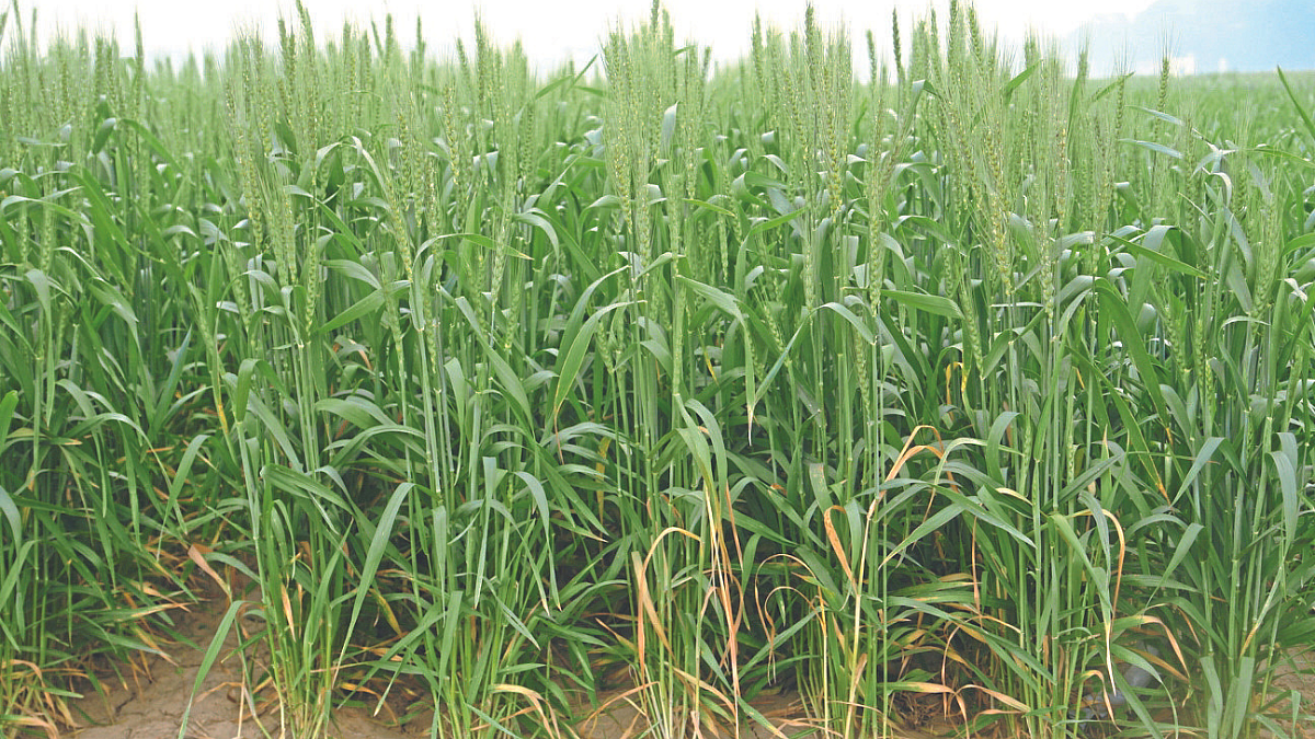 Wheat Cultivation