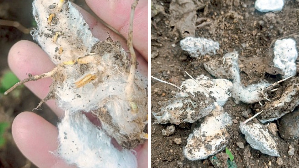 Crop Damage