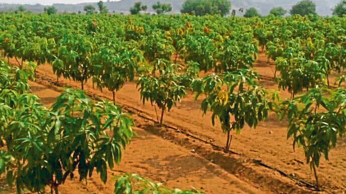 Crop Management
