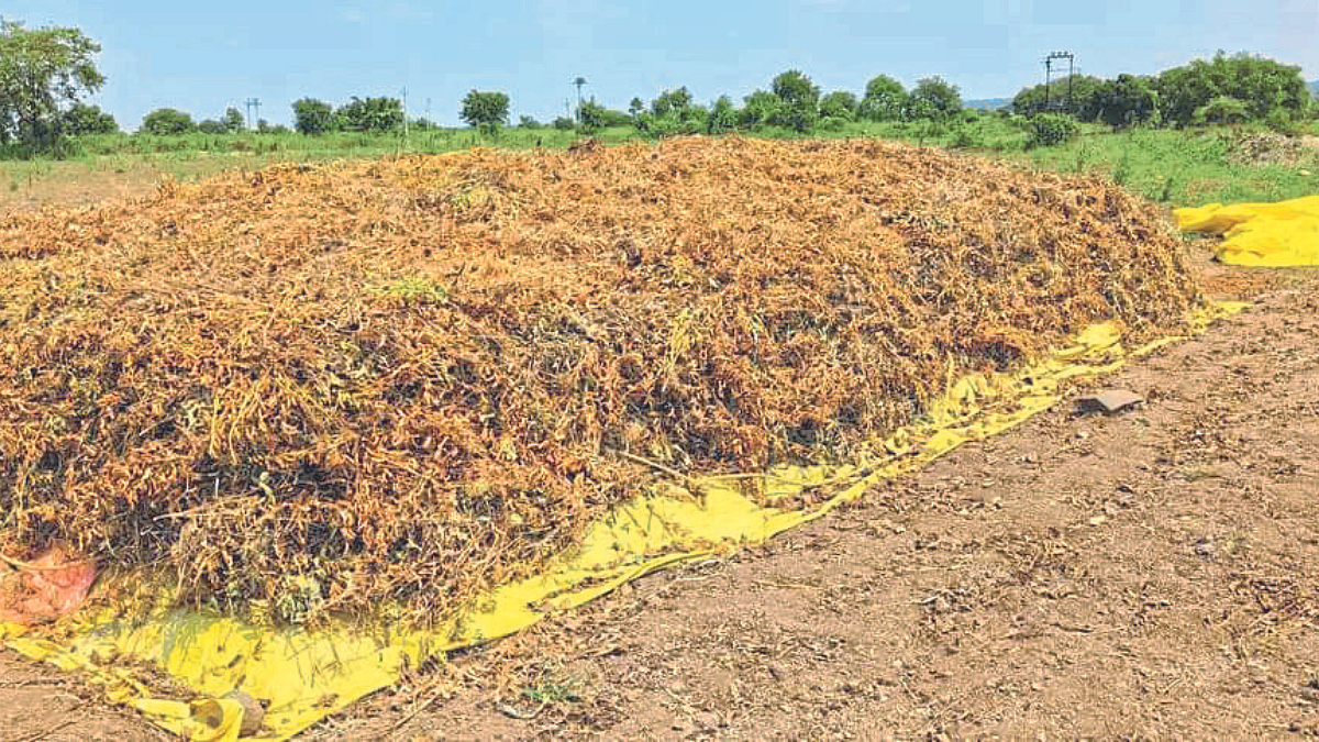 Crop Damage