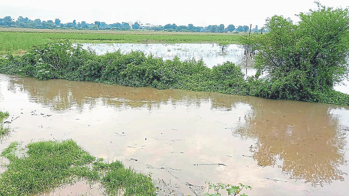 Crop Damage