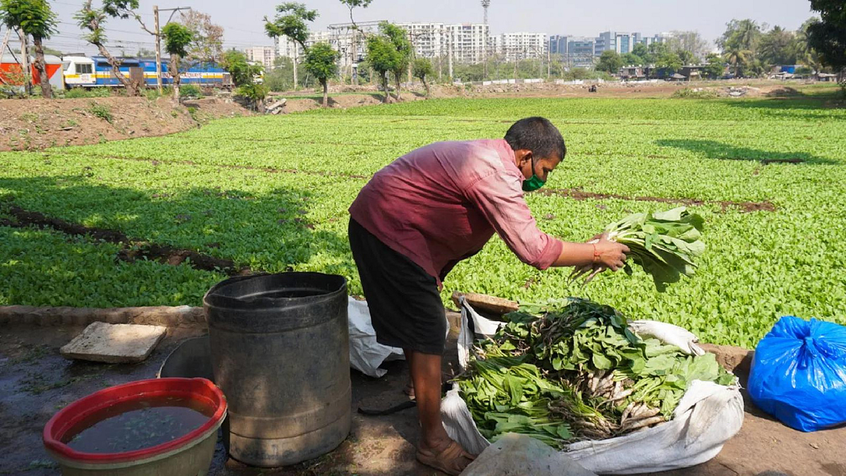 Agriculture Produce