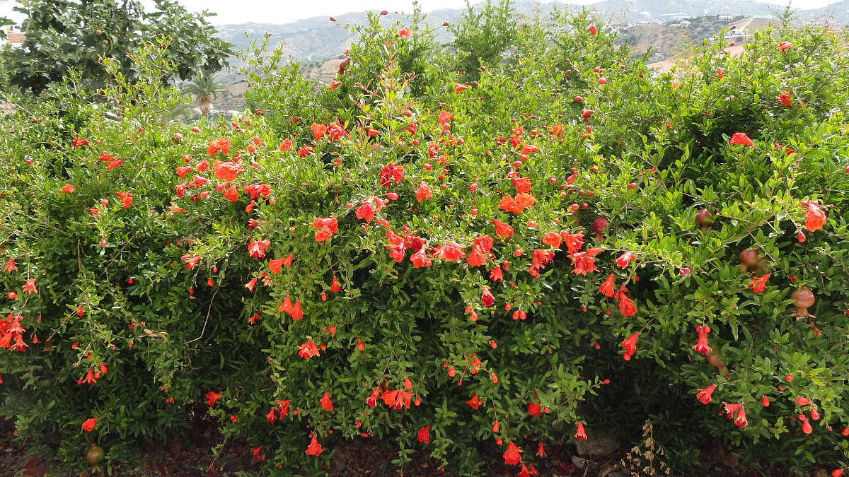 Pomegranate Farming