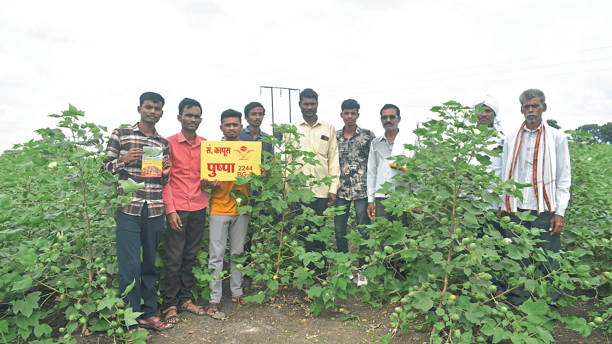 Cotton Crop