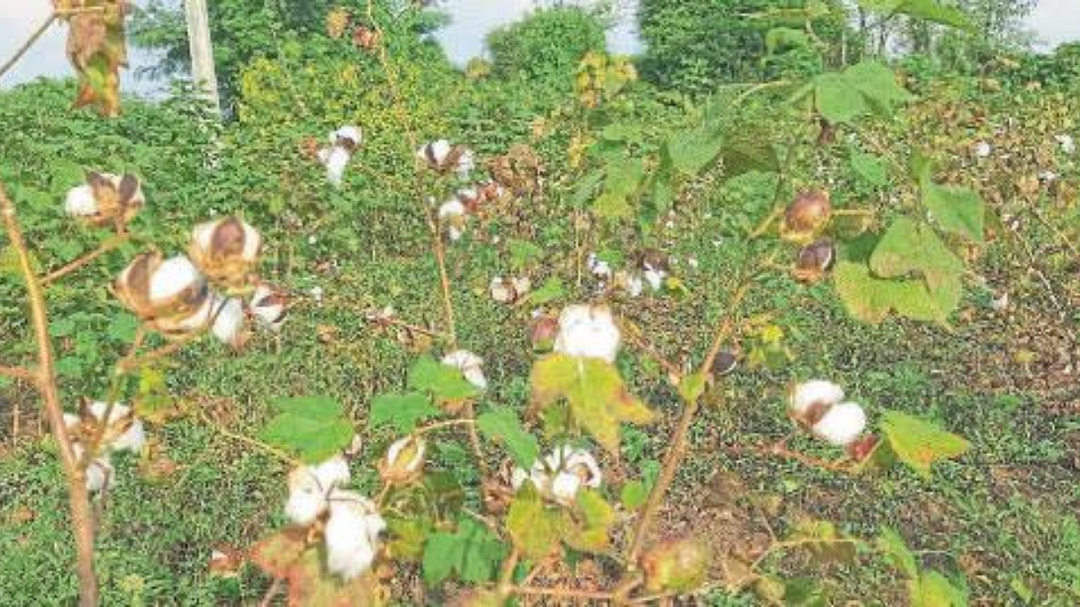 Soybean Cotton
