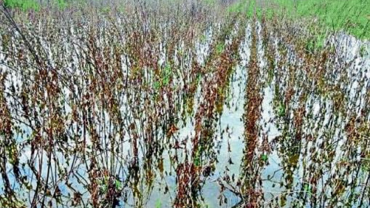 Crop Damage